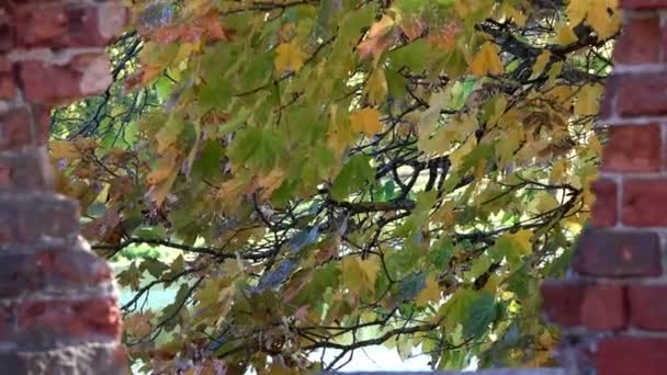 View of the yellow-green maple leaves between masonry old abandoned castle imperial times — Stock Video