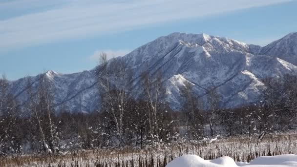 Montanhas solitárias das árvores e árvores cobertas de neve gelada no inverno — Vídeo de Stock