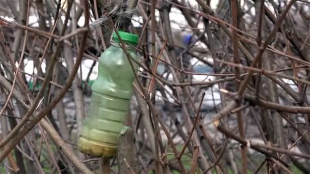 Aves en los arbustos comiendo comida de una botella de plástico — Vídeo de stock