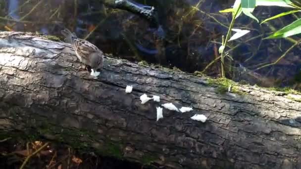 Gorriones y palomas comiendo pan en un tronco de árbol cerca del agua — Vídeos de Stock