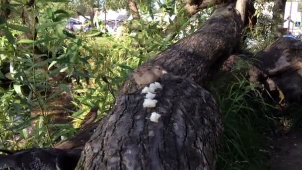 Vrabci jíst bílé pečivo na dřevo — Stock video