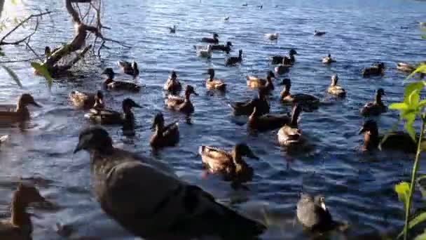 Tauchende Enten und Möwen im Sommer am See — Stockvideo