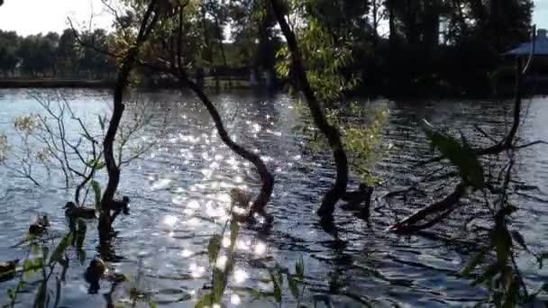 夕暮れ時の湖で潜水カモ — ストック動画