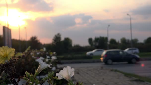 San Petersburgo, RUSIA-27 de septiembre de 2014, flores brillantes en foco a corta distancia cerca de la carretera en el viento — Vídeo de stock