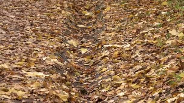 Gele gebladerte ligt op het creëren van een fabelachtig tapijt steegje — Stockvideo