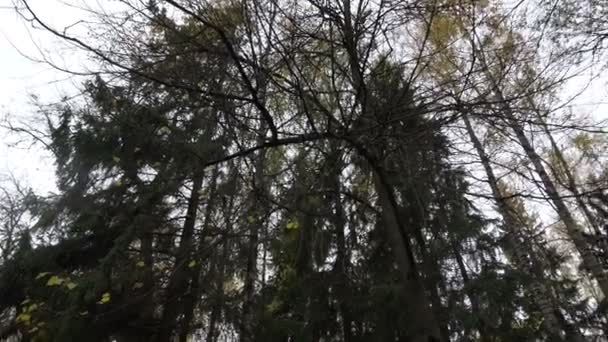 Korunami stromů, borový les při pohledu na oblohu — Stock video