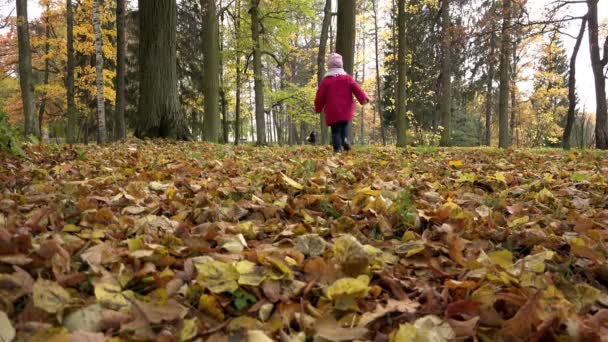 Дівчина в червоному пальто проходить через ліс, повний жовтого осіннього листя — стокове відео