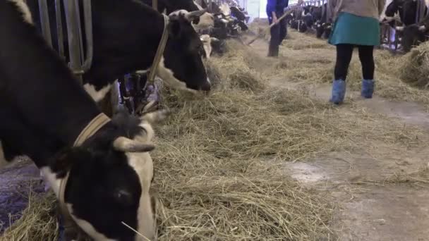 Muž a žena bodový seno vpravo a nechá se krmit krávy — Stock video