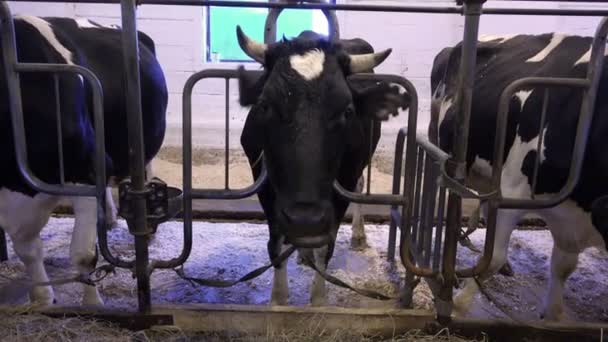 Σχετικά με το αγρόκτημα αγελάδες τρώνε σανό απόδοση σε γάλα πριν γέρνοντας το κεφάλι του στο πάτωμα — Αρχείο Βίντεο