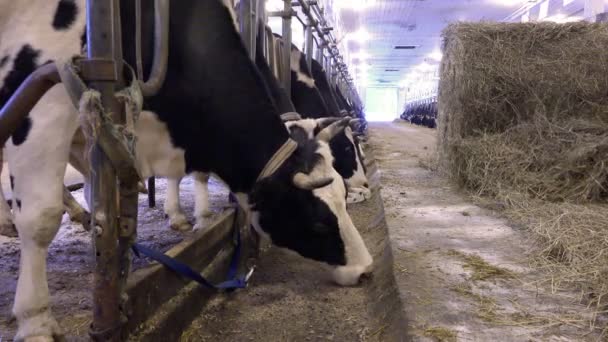I ladugården avblåser man en boll av hö för utfodring av kor — Stockvideo