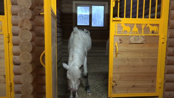 Vita hästen körs på stallet visar sig framför kameran — Stockvideo