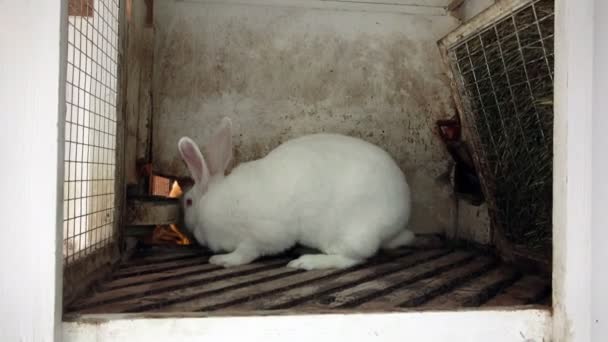 Gran conejo blanco asustado acurrucado en la esquina de la jaula — Vídeos de Stock