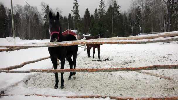 Passeggiate a cavallo nel paddock invernale respirando aria fresca — Video Stock