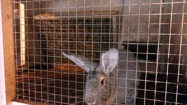 Grijze bunny te kijken naar de camera door de tralies van de kooi — Stockvideo