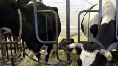 İnek ahır vardır ve sıcak ışık ahır çiftlik çim kafa yormak