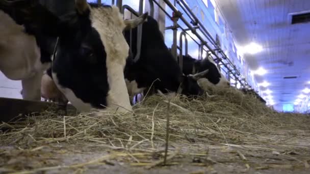 牛は干し草を食べて地面の上に頭を下げた近い計画. — ストック動画