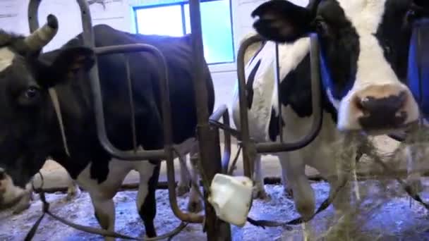 Las vacas pedigrí y registradas son escasas y comen heno en la granja — Vídeos de Stock