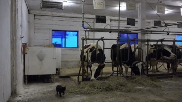 Кошка ходит по свежему сену, который ест коров — стоковое видео