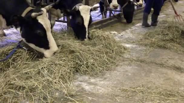 Чоловік тягне купі сіна виделки ближче до корів у сарай — стокове відео