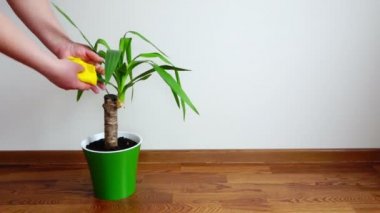 El palm bitkiler canlandırıcı bez ovuşturdu