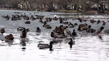 Ördek ve martı bahar kötü ekoloji ile şehir gölet