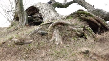 Ardıç göl kenarında yiyecek bulmak