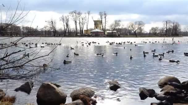 Spring pond with ducks and seagulls soaring above the water surface — Stock Video