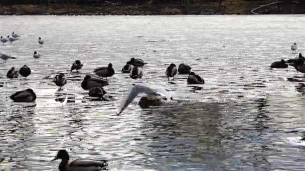 Los patos disfrutan del sol en el lago congelado frente a la piscina — Vídeos de Stock