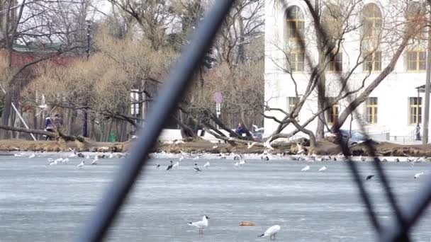 Rusland, Peterhof, April 05, 2015 - oude historische kerk op het meer in de lente seizoen — Stockvideo