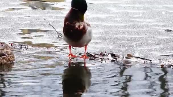 Pato de pie sobre un lago congelado y limpia sus plumas pico amarillo — Vídeo de stock