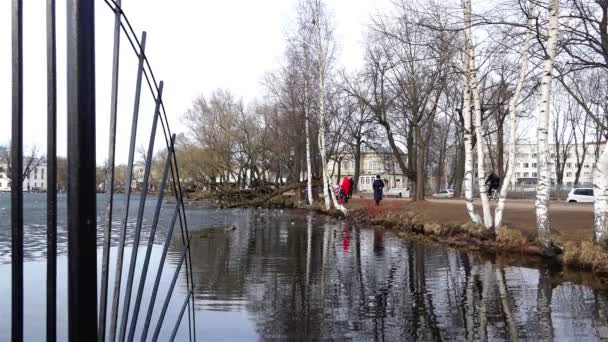 俄罗斯，彼得夏宫，2015 年 4 月 5 日-人站在公园和饲料从岸上鸭子的池塘附近 — 图库视频影像