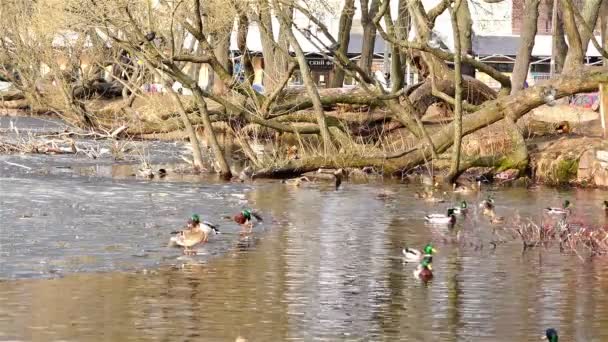 Oroszország, Peterhof, április 05, 2015-re - tavasz parkban egy tó, a nap és az emberek sétálnak a járókelők — Stock videók