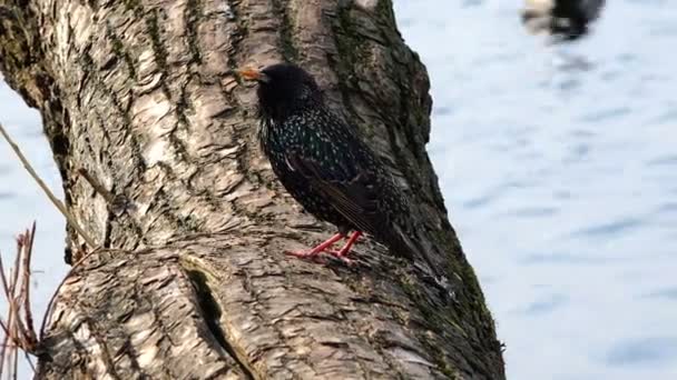 Az éneklő madár voltak beszélő-hoz más madarak — Stock videók