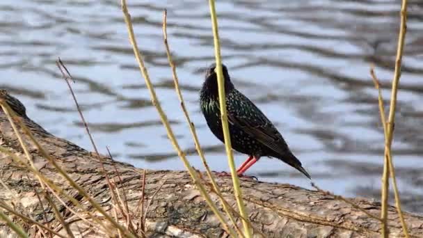 Vogel kijkt rond zich zittend op een boom in de buurt van het water — Stockvideo