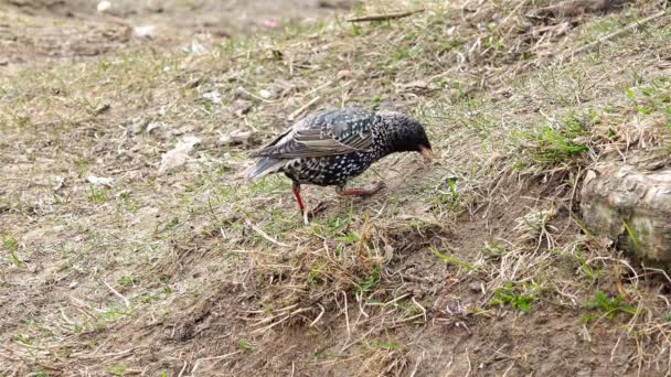 Pájaro mirlo buscando comida en un césped cerca de un árbol — Vídeos de Stock