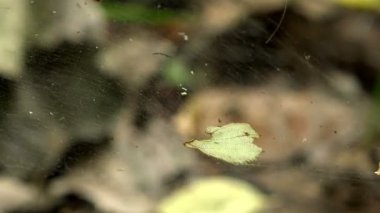 güneş ışınlarının web üzerinde düşer ve sinirli iplikçikleri rüzgarda sallanan ışıltı