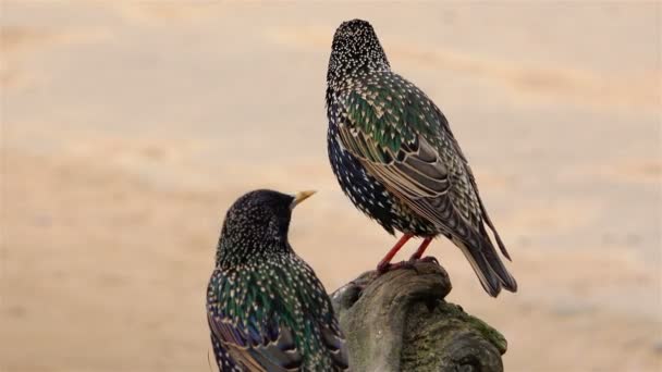 Vögel sitzen auf einem Baum und reden miteinander — Stockvideo