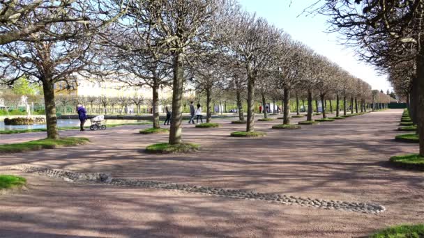 Russia, Peterhof, May 10, 2015 - panoramic parkland in the town of Peterhof with Fountain View — Stock Video