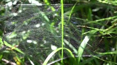 web tellerinin undulates açık havada ormanda