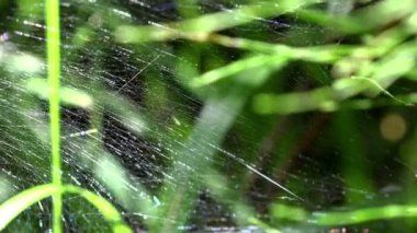 saydam web ve parlaklık filamentler pleksus taşan ne zaman güneş ışığı