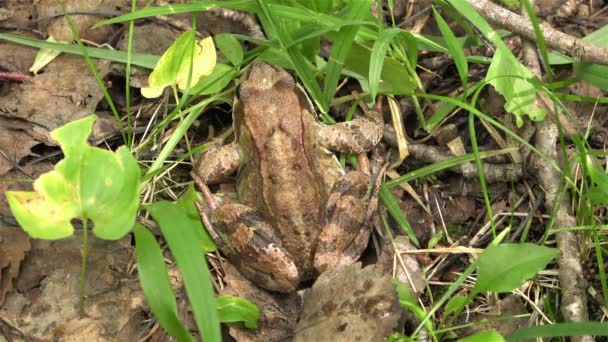 Kröte sitzt auf dem Gras bereit für den Sprung — Stockvideo