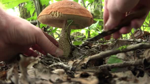 Funghi nel bosco con un coltello taglia Stipe — Video Stock