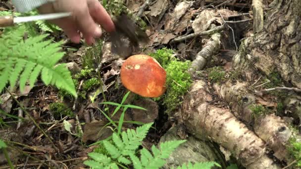 Frauenhände in weißer Bluse schneiden Pilze, die am Fuß des Baumes wachsen — Stockvideo