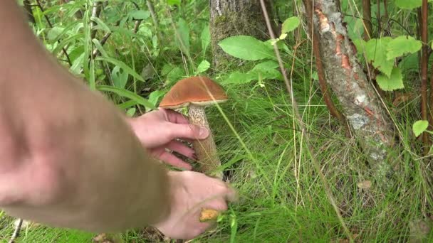 A man cut off a large white mushroom in a green grass — Stock Video
