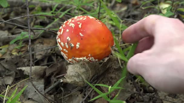 main pour nettoyer le champignon poussant sur les brindilles et les feuilles tombées 