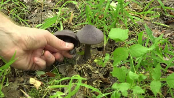 Deux champignons tabouret pourpre et noir poison pour les humains 