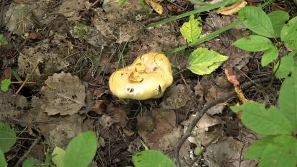 Mujer encontró setas en el bosque cerca de las hojas caídas y hierba verde — Vídeos de Stock