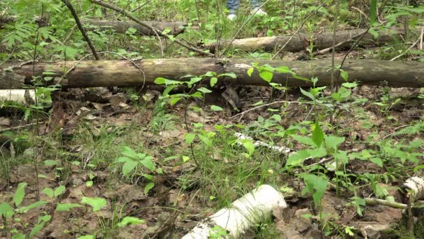 les gens se fraient lentement un chemin dans la zone forestière 