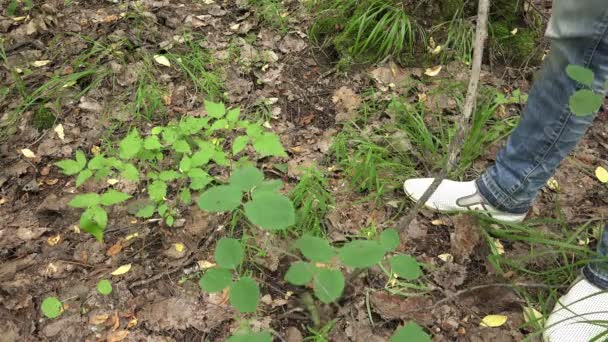 Man walks through the woods and looking for mushrooms and berries — Stock Video