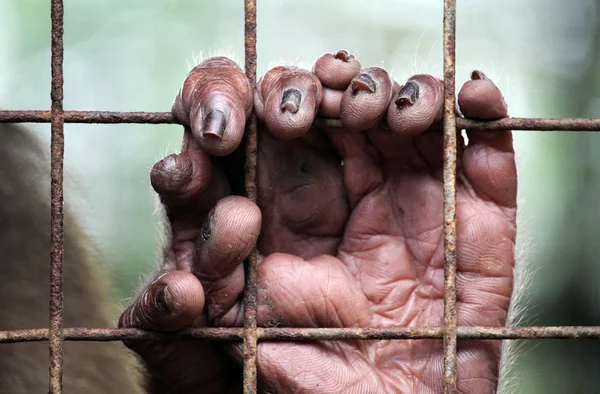 Mono uñas detalle en un zoológico — Foto de Stock